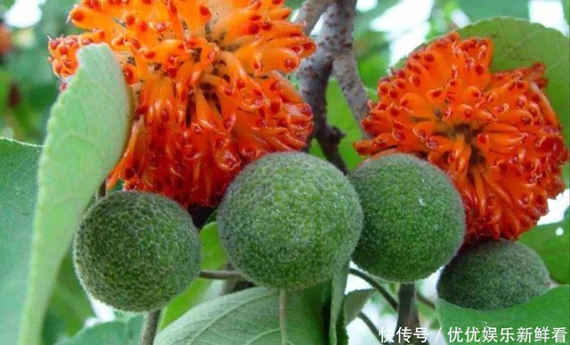 构树的 外号 为什么有这么多 只有取错的名字 没有叫错的外号 快资讯