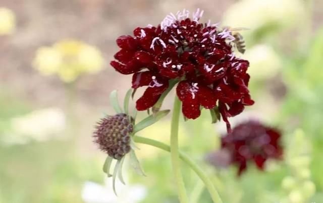 长得像精致针垫一般的蓝盆花 花朵看着就让人难以忘怀 你见过没 快资讯