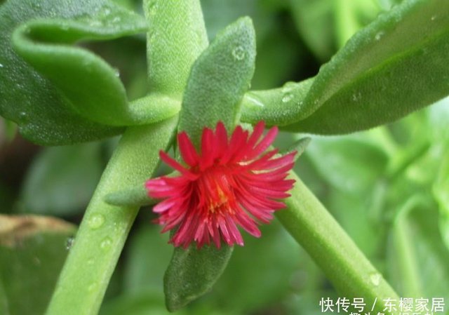 此花为牡丹的翻版 绿叶红花四季常绿 平凡而美丽的象征 快资讯