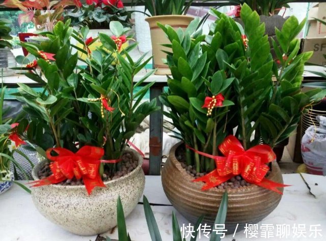 这4款人间富贵花 养2盆就能招来好运 漂亮 有益康健 快资讯 这4款人间富贵花 养2盆就能招来好运 漂亮 有益康健 快资讯