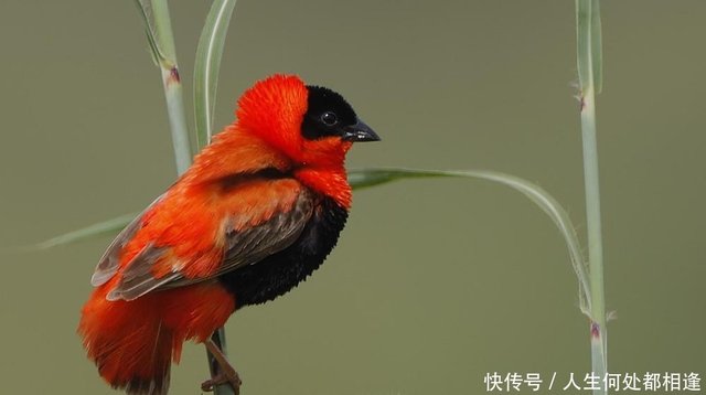 这种小鸟一夫多妻 常因懒惰成性而被猎杀 人送外号寡妇鸟 快资讯