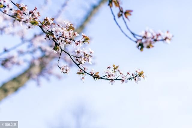 英语诗歌 最美四月天 来欣赏 你是人间四月天 英文版 快资讯