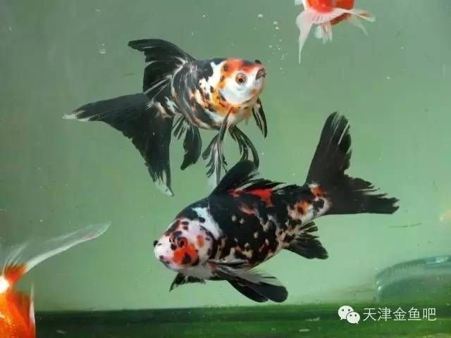 金鱼几大种类特点 快资讯