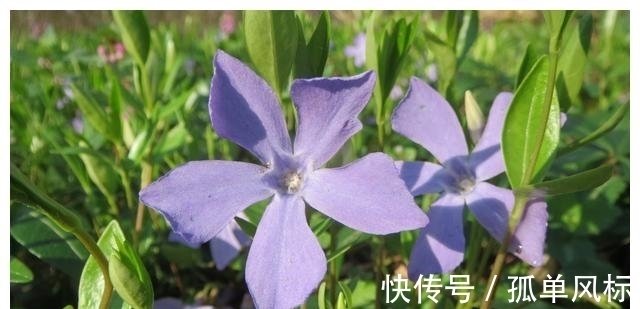 6月11日星座运势 抛砖引玉 拔得头筹的四大星座 快资讯