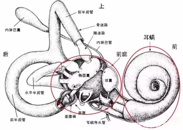 内耳由骨质组成极为复杂的结构 迷路 分为骨性迷路 膜性迷路 快资讯