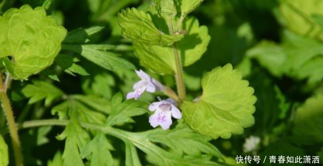 长在农村这种野菜人称 金钱薄荷 炖着吃是一绝 见到可别错过 快资讯