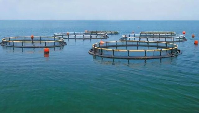 海水鱼养殖对海水环境的需求 快资讯