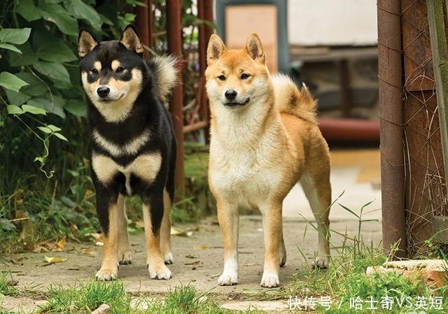 柴犬比中华田园犬高贵在哪 它也差点灭绝 但被日本人奉为国宝 快资讯