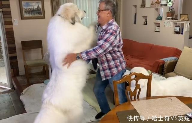 两只大白熊犬共240斤 主人每次回家开门就是一扑 头疼 快资讯 两只大白熊犬共240斤 主人每次回家开门就是一扑 头疼 快资讯