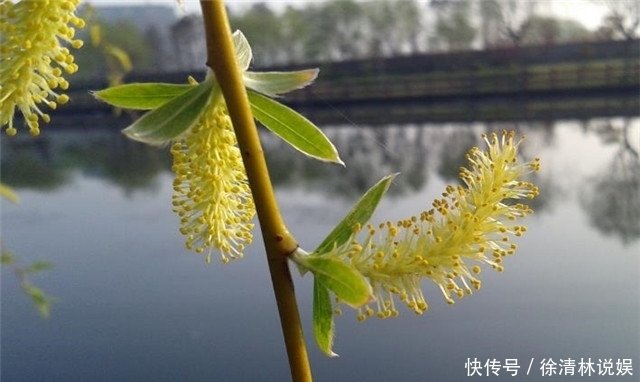 早春柳花黄7首 春风吹柳柳丝黄 雀啄江头黄柳花 快资讯 早春柳花黄7首 春风吹柳柳丝黄 雀啄江头黄柳花 快资讯