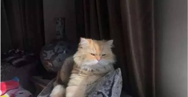 曾要求一周内把猫处理掉，爸爸帮猫咪拍照，在家族群炫耀：豆米真可爱 