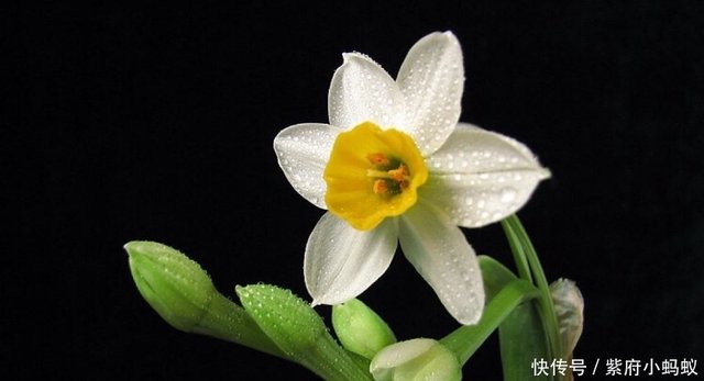 石蒜科 水仙 可以绿化美化环境 开的花朵也很美丽 快资讯 石蒜科 水仙 可以绿化美化环境 开的花朵也很美丽 快资讯