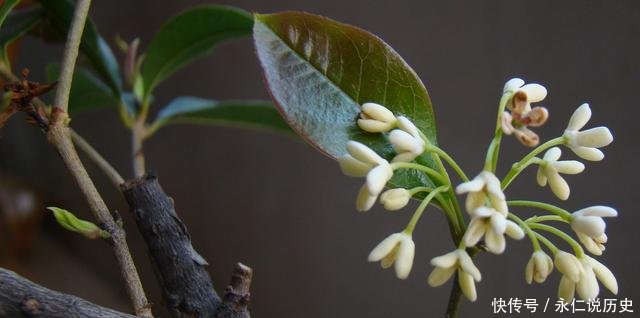 阳台栽种桂花树 做好这些 工作 叶茂枝翻 屋里桂香四溢 快资讯