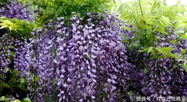 观花乔木行情看涨 这几种是大热门 快资讯