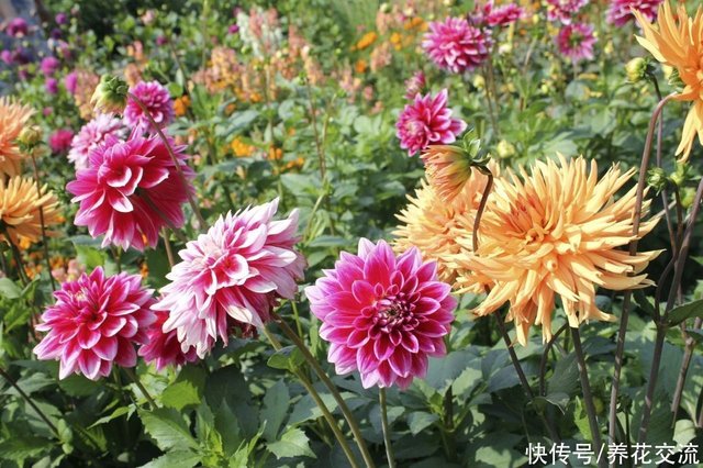 5种夏日开花灿烂的球根植物 品种丰富 还可以养成观赏盆栽 快资讯