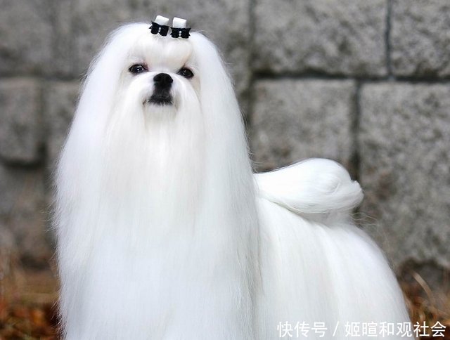 历经沧桑的美人 马尔济斯犬 快资讯