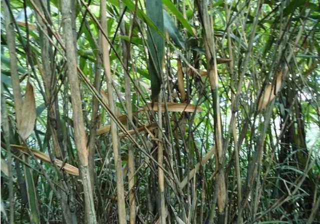 竹种类 辣韭矢竹 快资讯