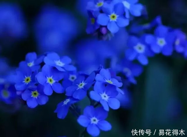 七夕相聚 勿忘我 最能表达情意 快资讯 七夕相聚 勿忘我 最能表达情意 快资讯