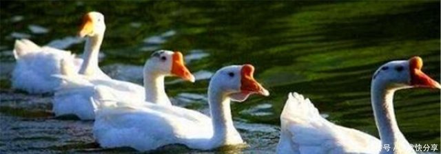 为什么骆宾王的 咏鹅 第一句只有三个字 快资讯