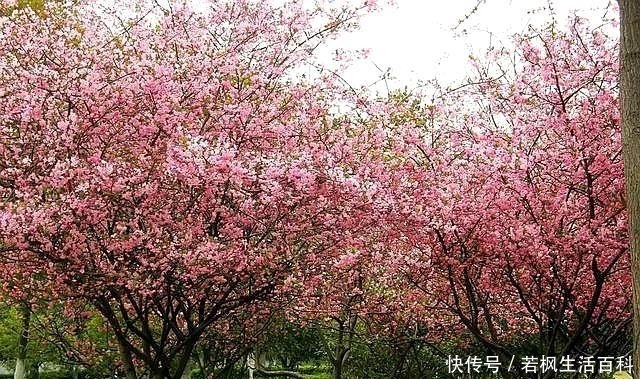 海棠树上结的果实有什么作用 能吃吗 快资讯