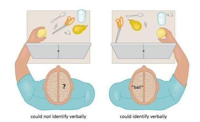 開發孩子左右腦的9個小方法