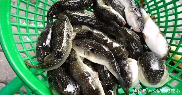 男子买多条河豚鱼 拿回家做生鱼片 看到他的手后 网友怒了 快资讯
