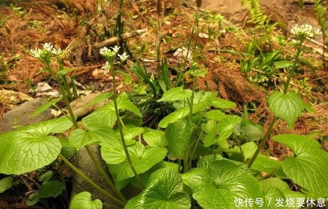 它素有 山葵 之称 在日本极受追捧 价格昂贵 一根能卖600元 快资讯