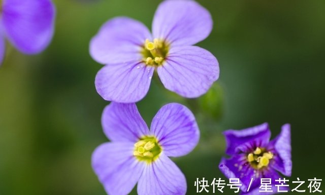 6月 花非花 雾非雾 情是情 3生肖重续旧梦 旧情人转身回头 快资讯