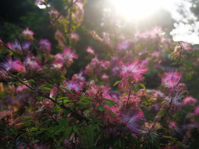 美姿秀色挡不住 香水合欢吐芬芳 花形酷似粉扑 叶如含羞草闭合 快资讯