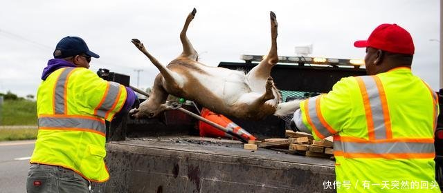 被车撞死的动物能吃吗美国动物管理局我们提供烹饪课程 快资讯 被车撞死的动物能吃吗美国动物管理局我们提供烹饪课程 快资讯
