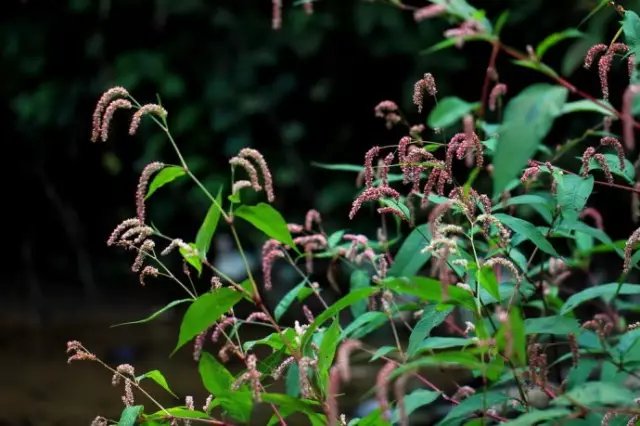 狗尾巴花是红蓼不是水蓼 快资讯