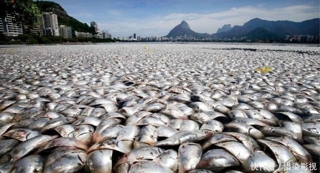 从天而降的 鱼雨 每年数万条鱼堆满街道 超乎你的想象 快资讯 从天而降的 鱼雨 每年数万条鱼堆满街道 超乎你的想象 快资讯