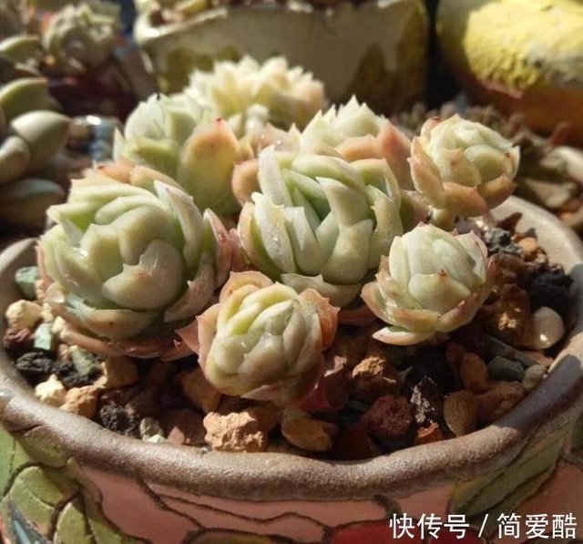 多肉植物为什么会出现烂叶及时观察盆土 防治枯叶的发生 快资讯 多肉植物为什么会出现烂叶及时观察盆土 防治枯叶的发生 快资讯