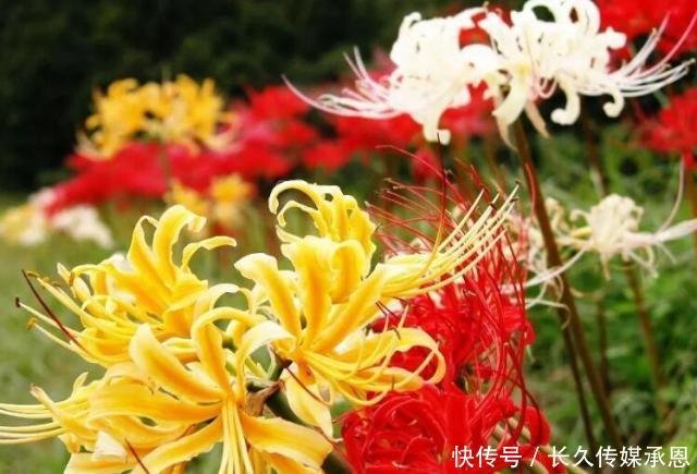 世界上最神奇的花蕊 花叶永不重逢的曼珠沙华 快资讯