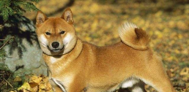 柴犬生产后出现食欲不振的情况应该怎么办补充营养是关键 快资讯