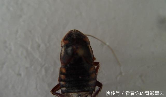 地鳖虫如何进行病虫害防治以及采收加工 快资讯