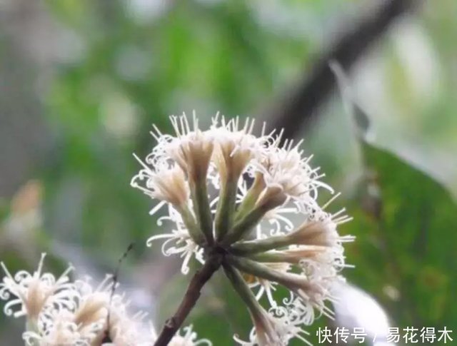 菊科花卉里面罕见的木本菊花 白菊木 快资讯
