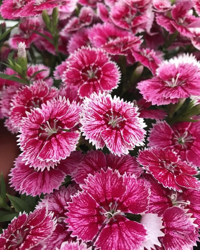 此木本植物 植株矮小 花量超多 四季开花 漂亮好养 值得拥有 快资讯