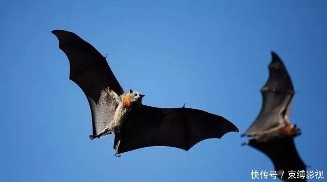 世界最大蝙蝠 两翼长达1 5米 遭多个国家扑杀 加速狐蝠消亡 快资讯
