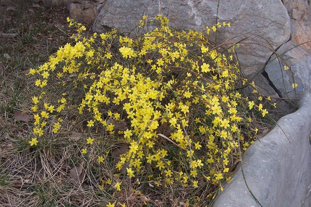 三八节济南踏青赏花诗意浓 快资讯
