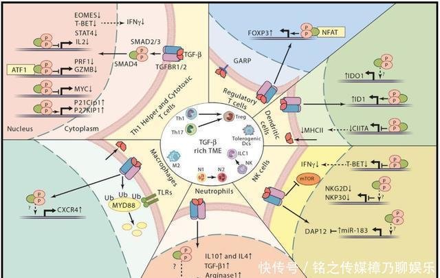 Tgf B促进th17细胞产生il 22 从而促进肠道相关肿瘤的发生 快资讯