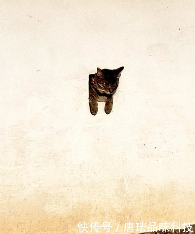 日本古城墙惊见 墙上长猫 网友笑 犬山城变喵山城 快资讯 日本古城墙惊见 墙上长猫 网友笑 犬山城变喵山城 快资讯