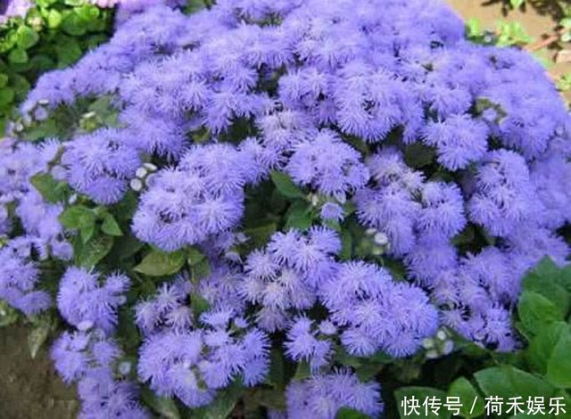 一花一世界 一叶一菩提 奇花异草藿香蓟 赏花旅游花语传说 快资讯 一花一世界 一叶一菩提 奇花异草藿香蓟 赏花旅游花语传说 快资讯