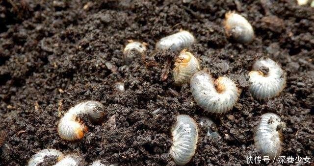 用什么办法可以防止花生地下害虫 快资讯