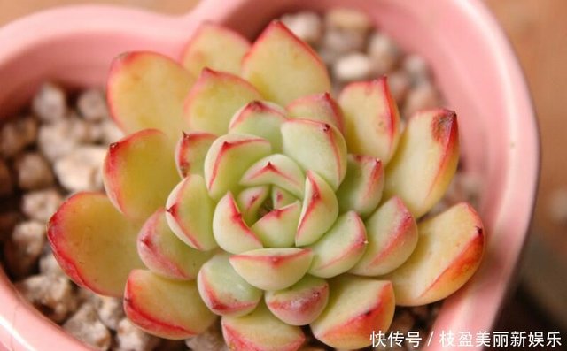 多肉植物叶插分几步 分步骤走 原来这么简单 快资讯 多肉植物叶插分几步 分步骤走 原来这么简单 快资讯