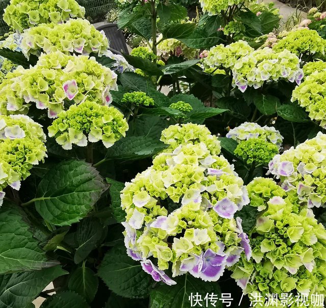 8月中旬了 你的绣球花修剪了吗错过修剪时间 小心来年不开花 快资讯 8月中旬了 你的绣球花修剪了吗错过修剪时间 小心来年不开花 快资讯