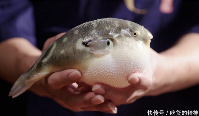 吃货看见河豚 怀着必死的心态尝试 每一口都无法抗拒的魅惑之味 快资讯 吃货看见河豚 怀着必死的心态尝试 每一口都无法抗拒的魅惑之味 快资讯