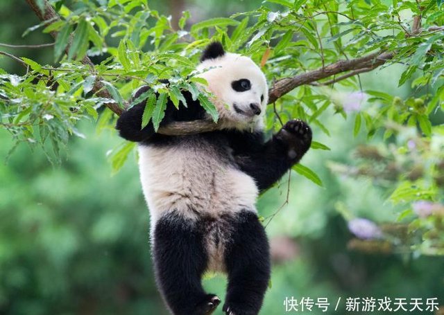 为何老虎 豹子不敢攻击大熊猫它曾经有一个霸气侧漏的名字 快资讯