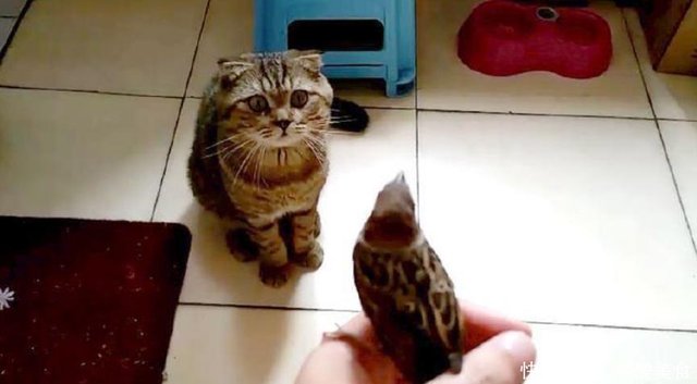 小麻雀意外飞入家中 猫的反应让主人尴尬了 简直比二哈还二 快资讯