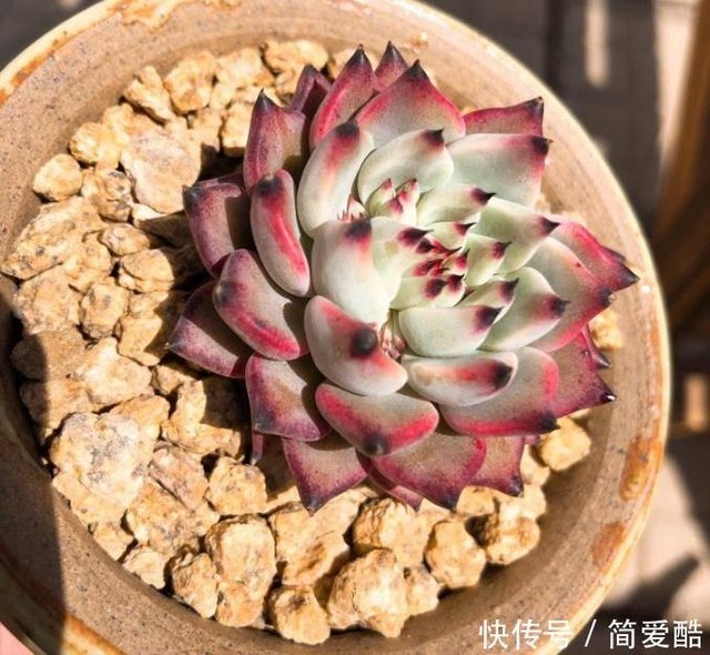 多肉植物为什么会出现烂叶及时观察盆土 防治枯叶的发生 快资讯 多肉植物为什么会出现烂叶及时观察盆土 防治枯叶的发生 快资讯